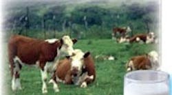 Bulktransporter 288 Cows Milk