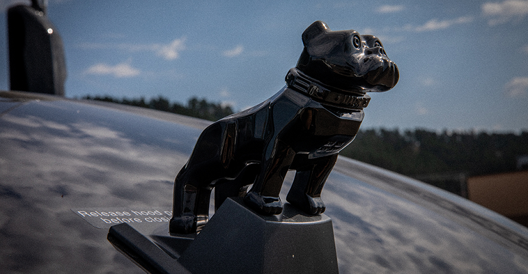 Mack Black Anthem bulldog