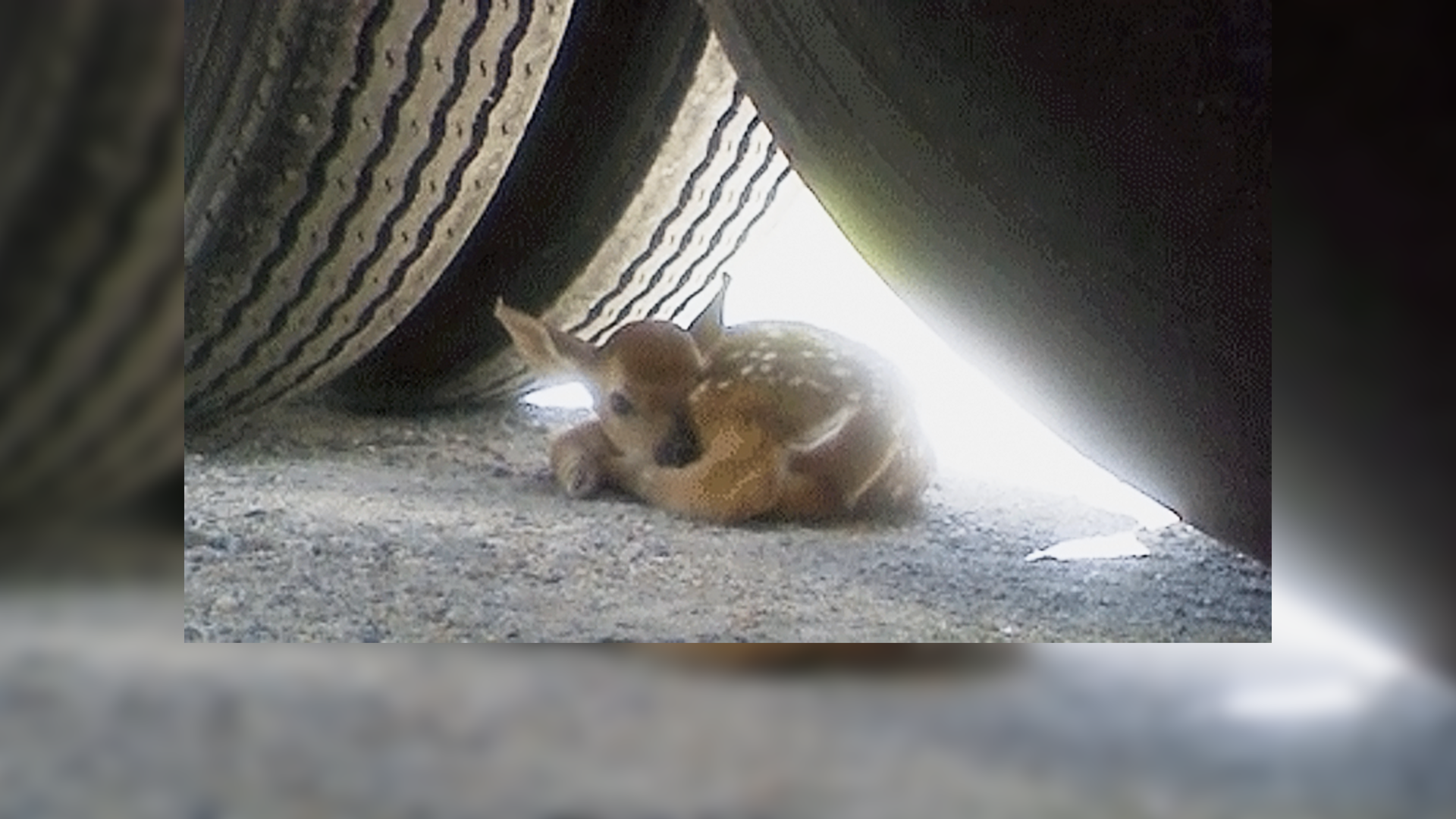Atlantic Bulk Carrier Fawn Behind Truck Tire 6089803610382
