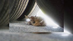 Atlantic Bulk Carrier Fawn Behind Truck Tire 6089803610382 Atlantic Bulk Carrier Fawn Behind Truck Tire 6089803610382